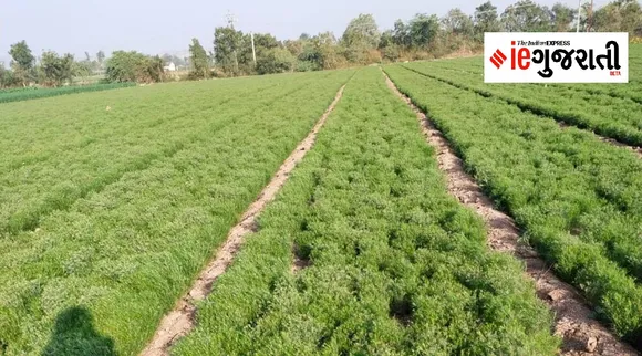 Jeera price Gujarat : ગુજરાતમાં જીરૂંનો ભાવ વધીને ક્વિન્ટલ દીઠ રૂ. 35 હજાર પહોંચ્યો, ખેડૂત અને વેપારીઓએ જણાવ્યું કારણ