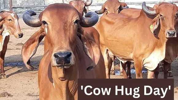 Valentine Day 2023 : વેલેન્ટાઇન ડે પર પશુ કલ્યાણ બોર્ડની અનોખી અપીલ, કપલ્સને કહ્યું - મનાવો કાઉ હગ ડે