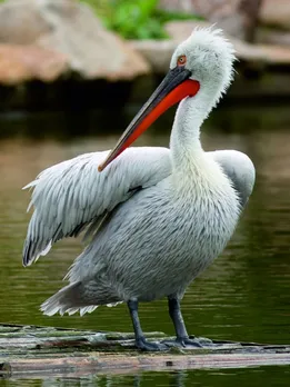 guajrat bird sanctuary