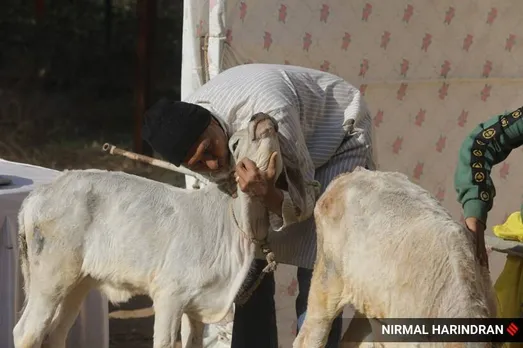 Valentines Day  Cow Hug Day - વેલેન્ટાઇન-ડે પર અમદાવાદમાં સર્જાયા પ્રેમભર્યા દ્રશ્યો, પ્રેમીકા નહીં પણ ગાયમાતાને પ્રેમ કરી ઉજવાયો 'કાઉ હગ ડે'