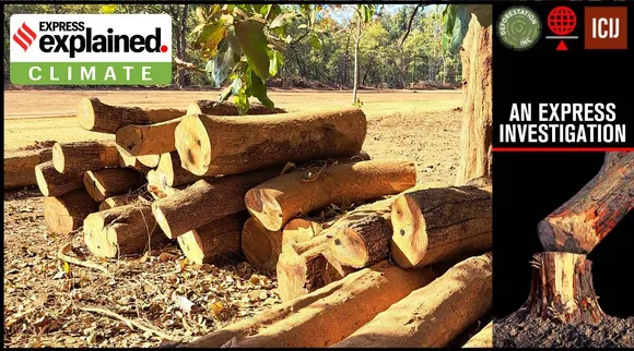 India's forests contribute just about five million cubic metres of wood every year. Almost 85 per cent of the demand for wood and wood products is met by trees outside forests (ToF) (Photo: Amitabh Sinha)