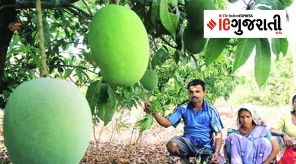 Gujarat Rabi crops damage