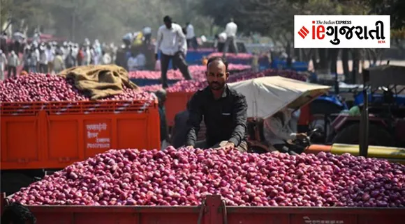 ગુજરાત | બે દિવસમાં માત્ર 150 રજિસ્ટર: ડુંગળીની સરકારી ખરીદીને ખેડૂતો દ્વારા ધીમો પ્રતિસાદ