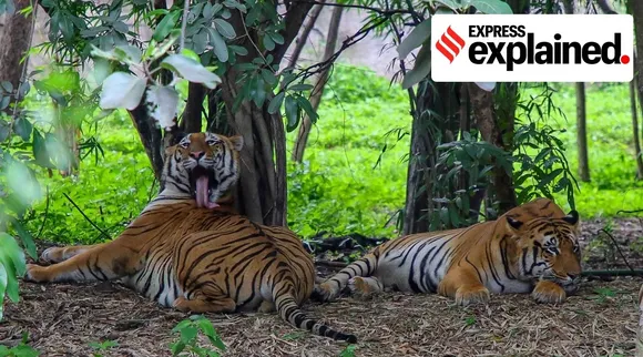 Project Tiger Fifty years