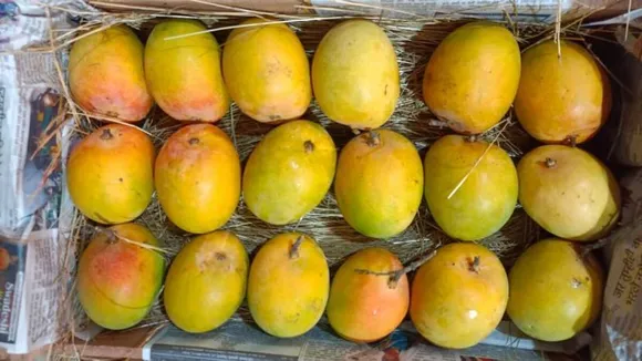 Summer Special : chemical free mango