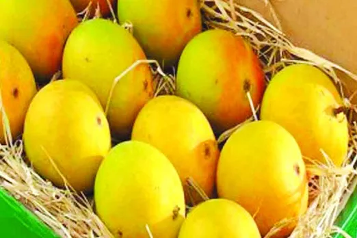 Summer Special : chemical free mango
