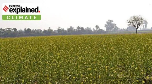 Genetically modified organisms (GMOs) are organisms that have altered DNA to change their properties. Genetically modified crops can improve yield, build resistances to pests, frost or drought, or add nutrients. (Representational image)