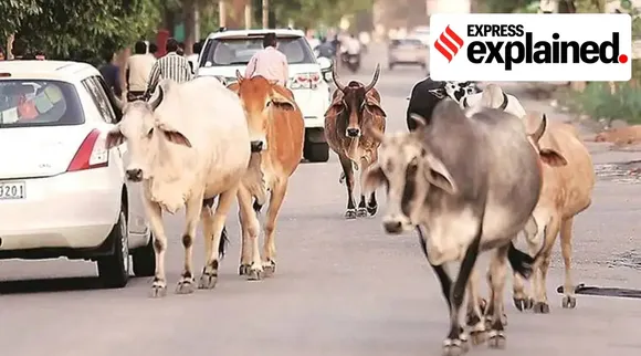 Stray cattle problem in gujarat