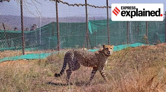 Kuno National Park cheetah dead, cheetah dead, Kuno three cheetah dead