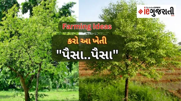 Farming Ideas Sandalwood Farming
