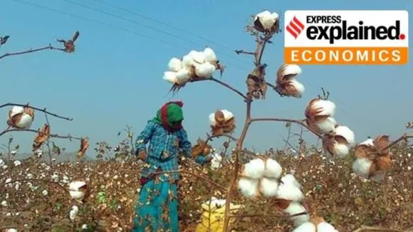 Given its long duration and being a relatively water-intensive crop, cotton needs a minimum of 5-6 irrigations, especially during the flowering, bud and boll formation stages.