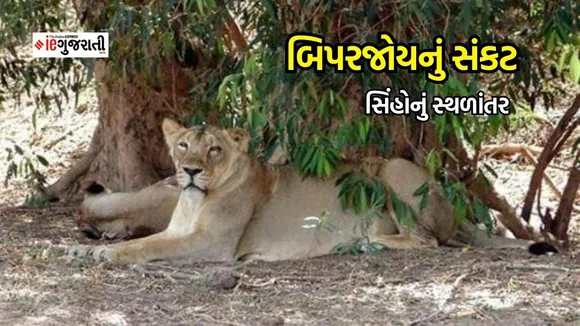 cyclone biparjoy, gujarat weather, lions migrated from Gir forest