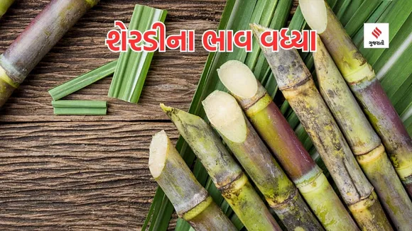 Sugarcane price
