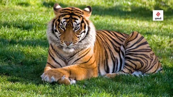 world tiger day | india national animal name | project tiger | Tiger Census | bengal tiger

