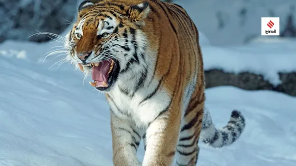 world tiger day | india national animal name | project tiger | Tiger Census | bengal tiger
