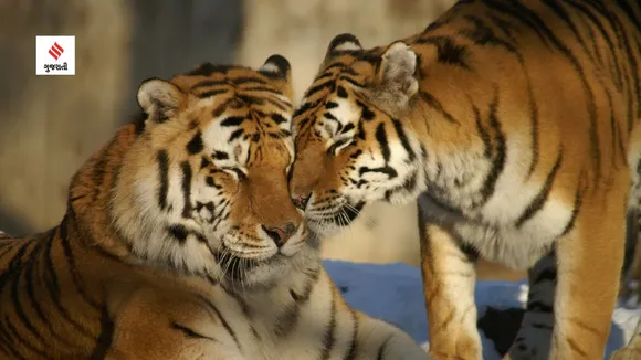 world tiger day | india national animal name | project tiger | Tiger Census | bengal tiger
