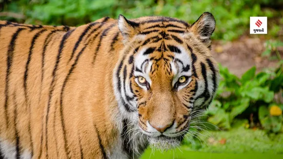world tiger day | india national animal name | project tiger | Tiger Census | bengal tiger
