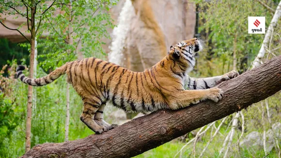 world tiger day | india national animal name | project tiger | Tiger Census | bengal tiger
