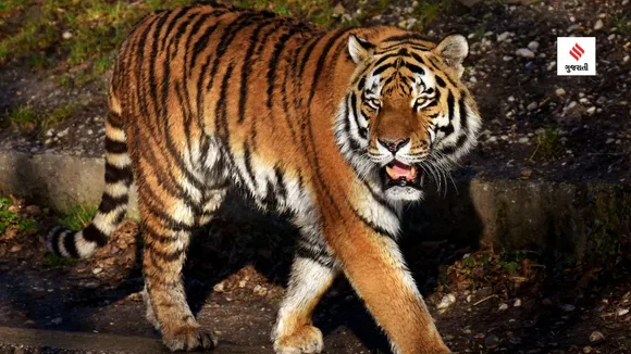 world tiger day | india national animal name | project tiger | Tiger Census | bengal tiger
