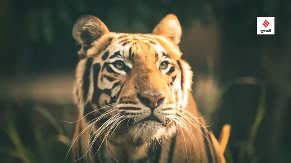 world tiger day | india national animal name | project tiger | Tiger Census | bengal tiger
