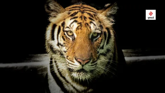 world tiger day | india national animal name | project tiger | Tiger Census | bengal tiger
