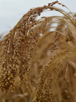 Health Benefits of Millets