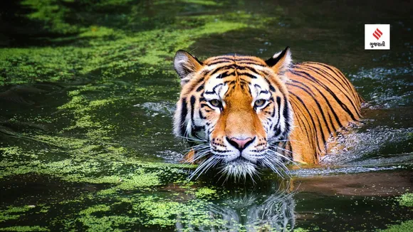 world tiger day | india national animal name | project tiger | Tiger Census | bengal tiger
