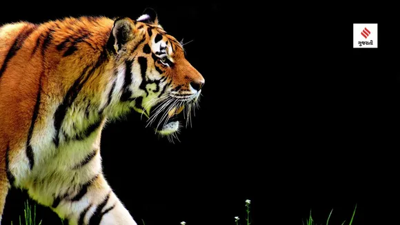 world tiger day | india national animal name | project tiger | Tiger Census | bengal tiger

