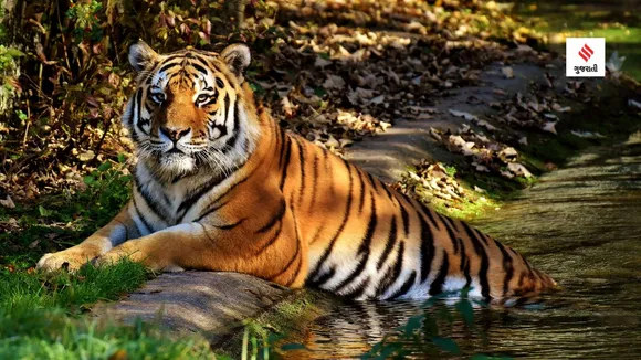 world tiger day | india national animal name | project tiger | Tiger Census | bengal tiger
