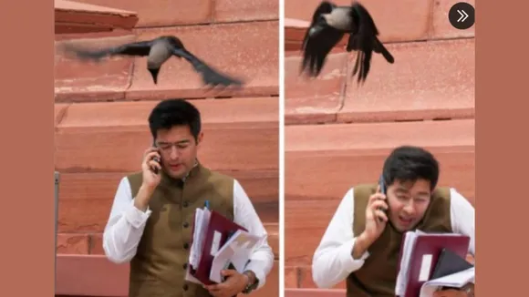 Crow attack on Raghav Chadha | AAP | BJP