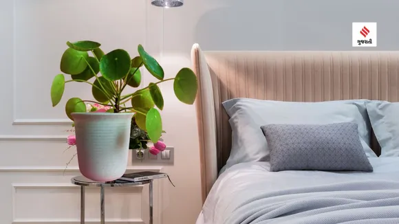 Vastu Tips For Money Plant | Vastu Tips for home | Money Plant | Vastu Tips | money plant rules for home and bedroom