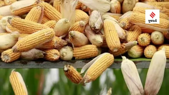 Here's what to keep in mind when having corn