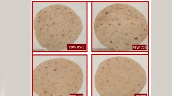 The taste, color and texture of chapati made from PBW RS-1 is similar to that of normal wheat varieties, say PAU scientists. (Image source: PAU)