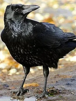 Crow signs | crow good and bad signs | shukan shastra