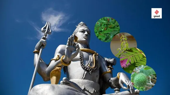Shravan maas | Shravan 2023 | Lucky Plants for sawan maas | bel patra tree | tulsi | Shami tree | lord shiv pooja
