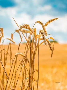 Wheat free diet (unsplash)