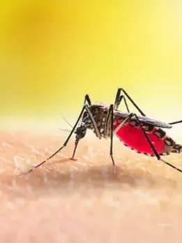 Dengue Cases : (unsplash)