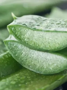aloe vera helps to reduce belly fat, know the fact(unsplash)