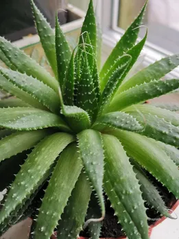 aloe vera helps to reduce belly fat, know the fact(unsplash)