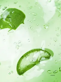 aloe vera helps to reduce belly fat, know the fact(unsplash)