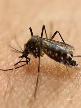 Dengue Cases : (unsplash)