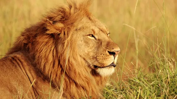 lion |  World Lion Day | gir lions 