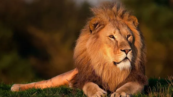 lion |  World Lion Day | gir lions 