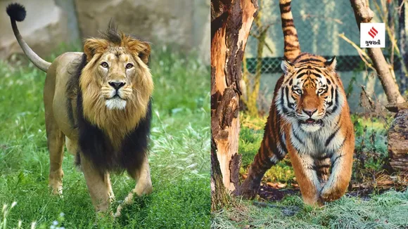 why lion is king of forest not tiger World Lion Day gujarat gir lion sanctuary as