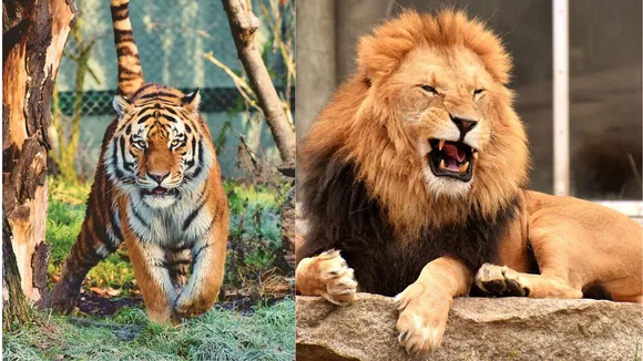 lion |  World Lion Day | gir lions 