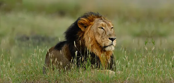 lion |  World Lion Day | gir lions 