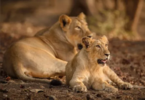 lion |  World Lion Day | gir lions 