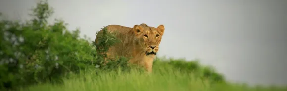 lion |  World Lion Day | gir lions 
