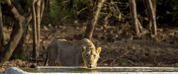 lion |  World Lion Day | gir lions 