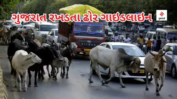 Gujarat Stray Cattle Rules : ગુજરાતમાં રખડતા ઢોર પકડાશે તો કેટલો દંડ થશે? ગાય-ભેંસ, ઘોડ-ગઘેડા, બકરી - હાથી માટે અલગ-અલગ દંડ નક્કી કરાયો, જાણો વિગતવાર